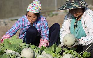 海南哈密瓜滯銷，運不出去只能喂豬？全國吃貨和菜鳥不答應