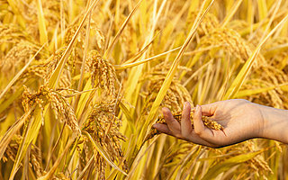 农业部发文：应对疫情，将从这些方面扩大农村就业创业