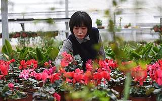 90后“花乡李子柒”：从沭阳到联合国，我有个秘密花园