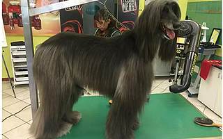 疯狂的宠物经济：有人给宠物做SPA年入百万，有人离开宝洁做猫语音箱