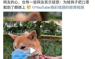 一只狗也能红！考拉海购上线内容社区，发力种草经济