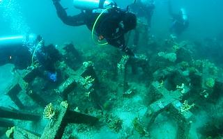 英特尔、埃森哲和Sulubaai环境基金会携手利用人工智能拯救珊瑚礁