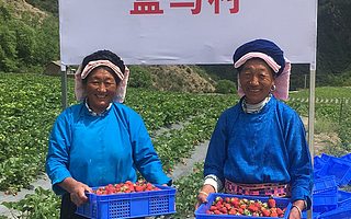 市委书记考察盒马：淄博农业转型主攻数字农业