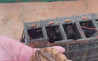 天猫618直播福建鲍鱼“第一捞”，50万人围观数万斤鲍鱼秒光！