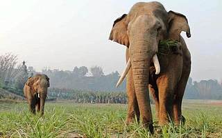 大象搞直播百万人围观，47万阿里商家成了“金主象爸”