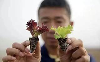 种菜年入近10亿！他是肯德基背后的男人，天猫生意今年要涨2400%