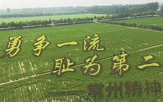 农园变公园 农区变景区 孟河镇3D稻田画已进入最佳观赏期
