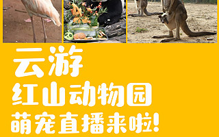 南京网红动物园上飞猪直播，园长：欢迎大家来“报复”我