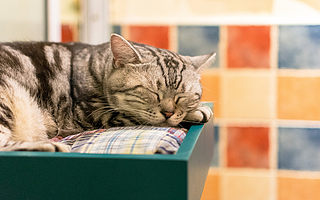 抱歉，宠物电商的故事在中国讲不通