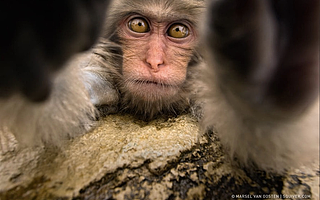 自拍成瘾不只是人类的病，还能传染给猴子