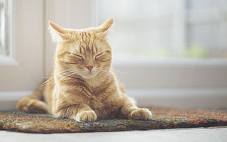 云吸猫时代的“脱单密码”