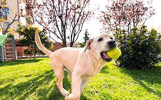 每5.4秒一场宠物直播，宠物行业出现“增长潮”，巨头也跨界入场