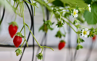 首屆草莓AI種植比賽，人工智能隊領先頂尖農人隊
