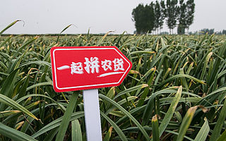 拼多多的留存焦虑，多多买菜能缓解吗？