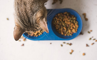 双11宠物市场悖论：厂商突围，电商败退