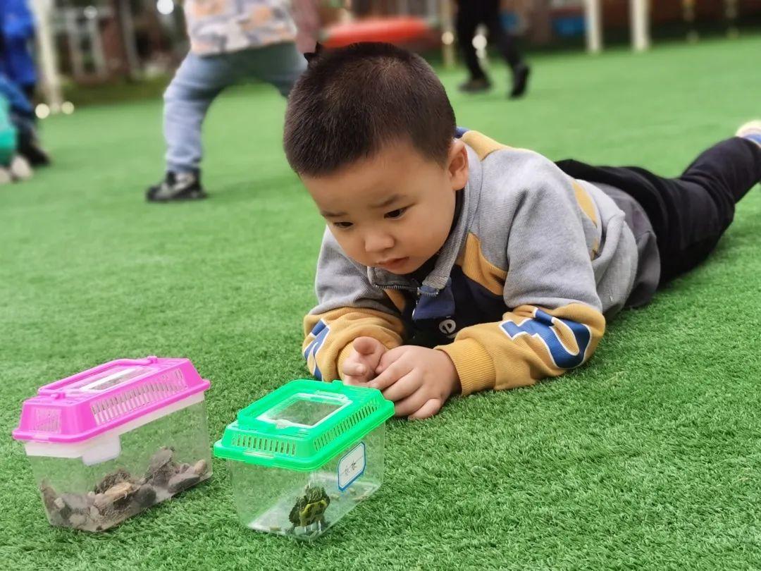 小烏龜上幼兒園啦 ——天府新區白沙幼兒園小一班