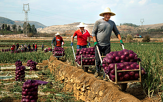 “重仓”农业的拼多多，是怎么实现盈利的？
