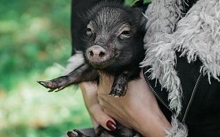 龙大肉食11月销售量环比降14% 猪肉降价大股东提前多次减持