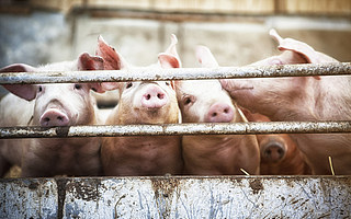 1000多家房企跨界养猪，文旅地产要变天了？