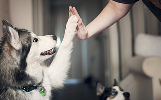 AI养宠时代来临，铲屎官终于解放双手?