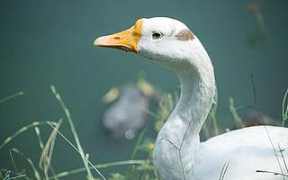 周黑鸭向网红螺蛳粉动手了 上半年业绩暴降