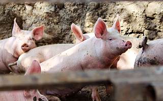 天康生物拟定增21亿元养猪 社保基金在股价下跌前撤退