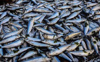 疫情影响鱼货滞销  中水渔业2020年度预计亏损1.55亿