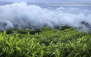 比肩华为茅台，不断“出圈”的竹叶青茶如何成为中国消费品新名片？