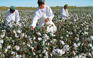 当全球经济失去中国“新疆棉”