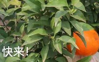 天府新区恢复原来限购政策？假的