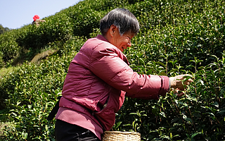 大數據賦能！安吉白茶精細化發展新階段