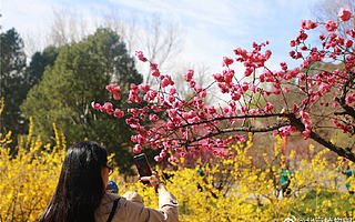 清明3天假，踏春正当时，送你一份口袋攻略