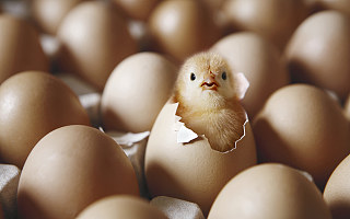 “鸡蛋返生”和“绿豆重生”，侮辱了谁的智商？