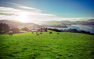 第八大洲环游记（三）：人间胜境新西兰，AI孤岛or方舟？