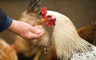 鸡肉降价饲料涨价 圣农发展现拐点 首季度业绩降89%