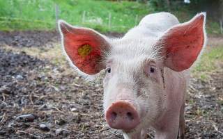 猪价下行饲料涨价 新希望首季业绩降九成 料二季度猪价反弹