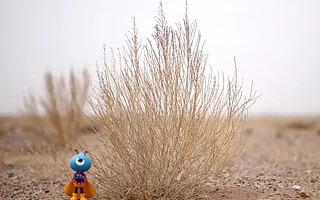 蚂蚁森林声明属于纯公益项目,仅2020年投入超7.6亿元