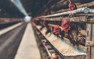 愉快“卖鸡”太难了！大地牧业2020年业绩降134%至亏4012万