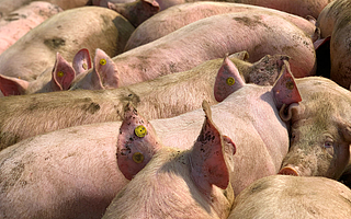 睿畜科技完成新一轮融资，线性资本与高瓴创投投资