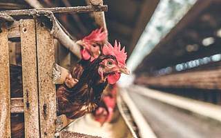 益客食品2020年净利降六成 内控管理不严 屡受行政处罚