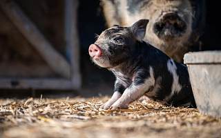 京基智农2020年营收净利双降 大举布局养猪后猪肉价格反下跌