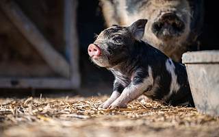 京基智农2020年营收净利双降 大举布局养猪后猪肉价格反下跌