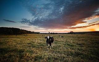 西部牧业再收函  因剥离资产与购回时采用评估方法不同再被问询