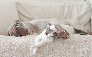 猫狗过不上精致生活，铲屎官躲不过“智商税”