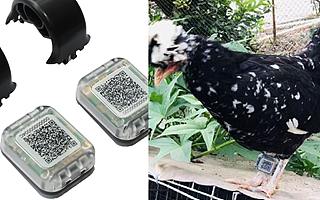 小小一只鸡脚环里，竟跑出 5 款智慧农业新应用|创业