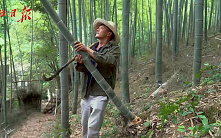 已经赚了35万元！这群湖北人，靠竹子“呼吸”挣钱