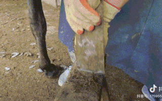 凌晨3点，我在抖音看“修驴蹄子”