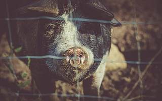 温氏股份上半年预亏25.60亿 同比预降161.64%