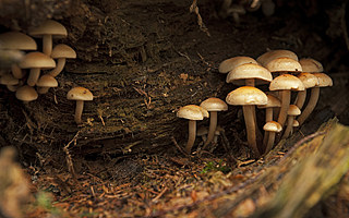 時尚品牌為什么都開始種蘑菇？