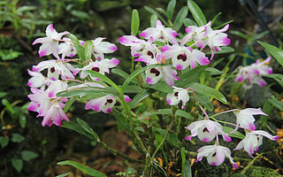 一畝石斛需投入三萬資金，這個賽道的種植難點有哪些？